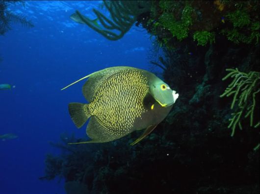 Great Underwater Photography