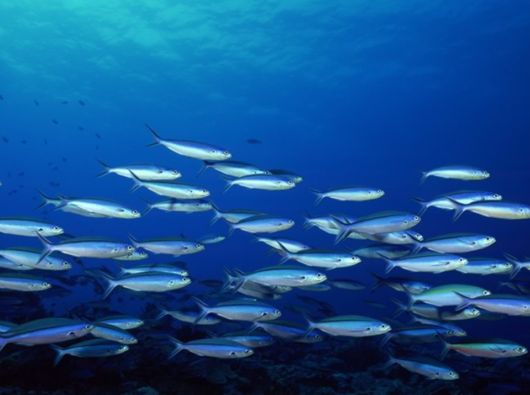 Great Underwater Photography