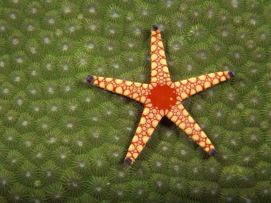 Great Underwater Photography