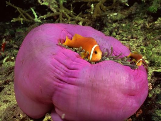 Great Underwater Photography