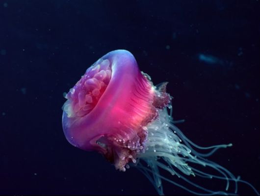 Great Underwater Photography