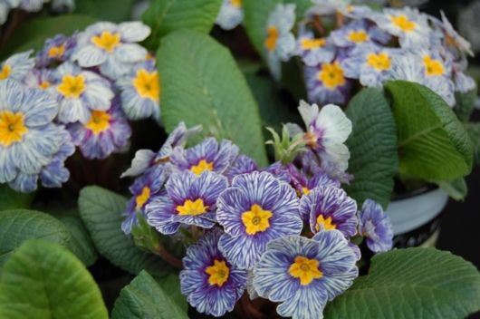 Incredible And Unusual Flowers