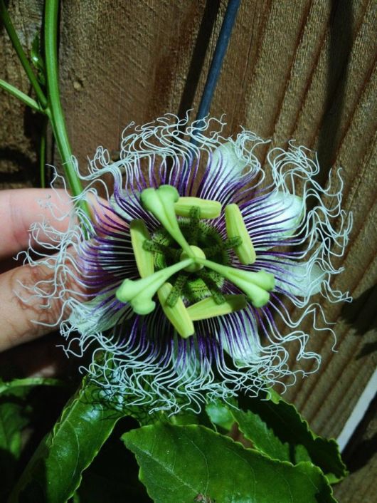 Incredible And Unusual Flowers