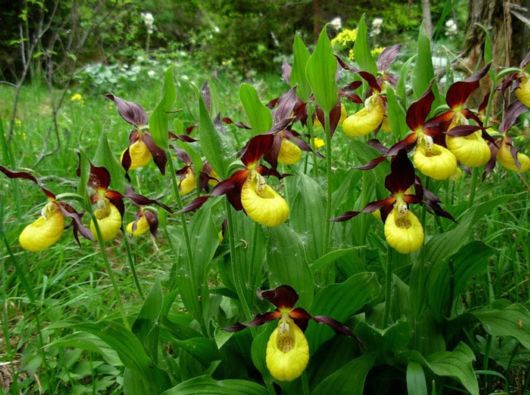 Incredible And Unusual Flowers