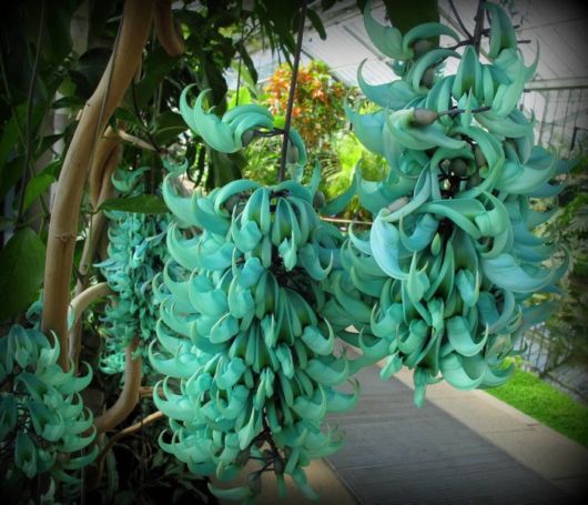 Incredible And Unusual Flowers