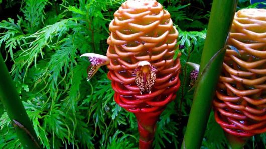 Incredible And Unusual Flowers