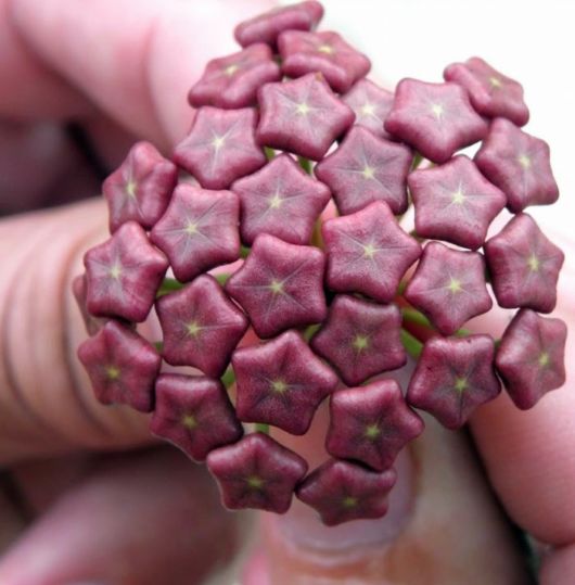 Incredible And Unusual Flowers