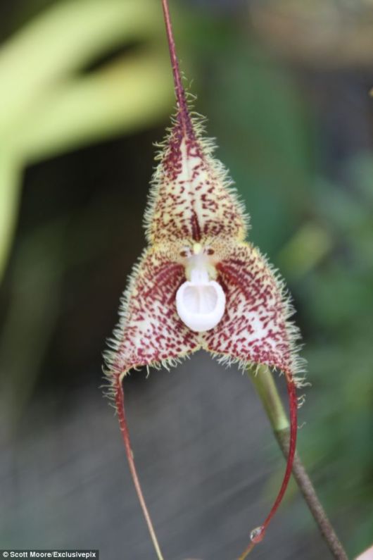 The Amazing Monkey Orchid