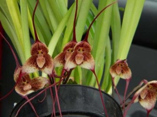 The Amazing Monkey Orchid