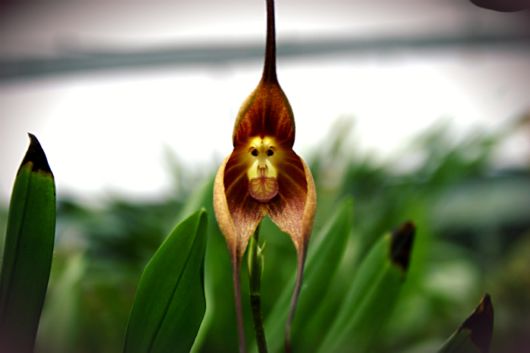 The Amazing Monkey Orchid