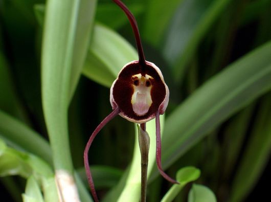 The Amazing Monkey Orchid