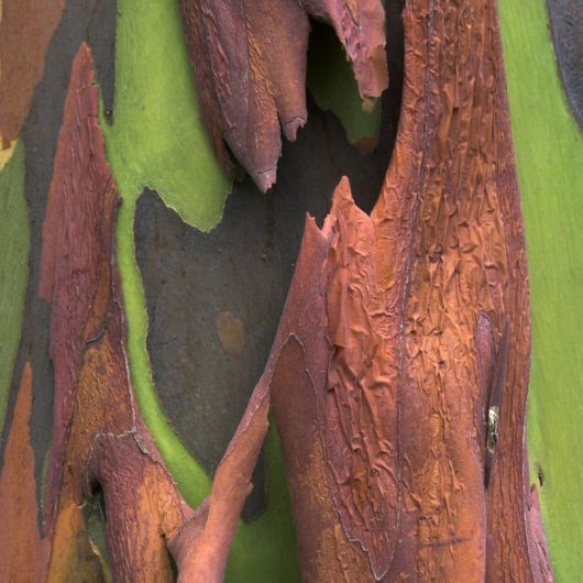 Rainbow Eucalyptus - The Most Colorful Tree On Earth