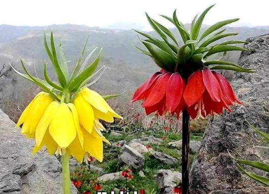 Rare Natural Blooming Flowers