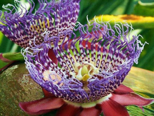 Rare Natural Blooming Flowers