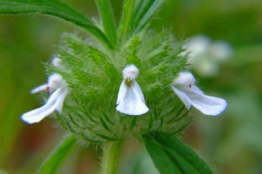 Rare Natural Blooming Flowers