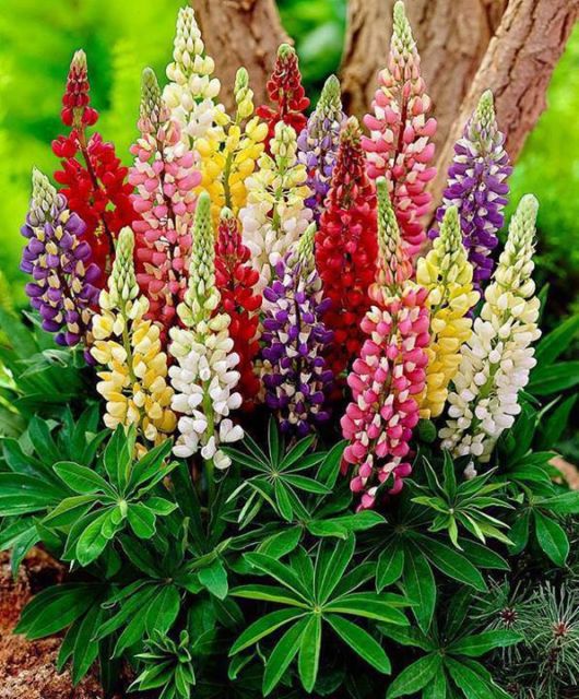 Rare Natural Blooming Flowers