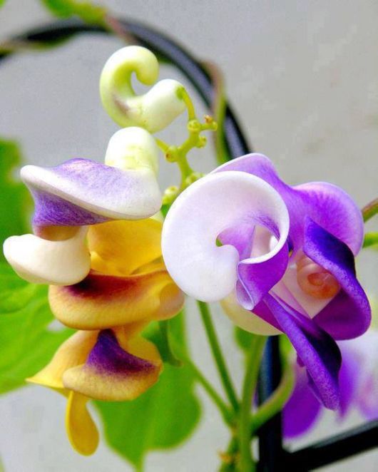 Rare Natural Blooming Flowers