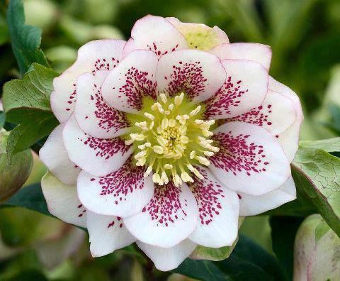 Rare Natural Blooming Flowers