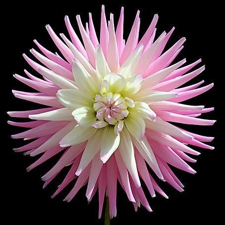 Rare Natural Blooming Flowers