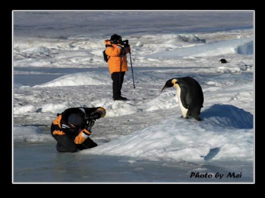 Snow Hill Island Safari, Antarctica