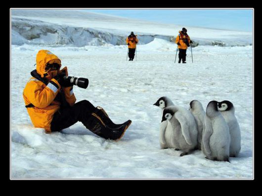 Snow Hill Island Safari, Antarctica