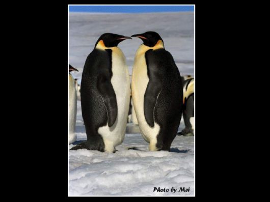 Snow Hill Island Safari, Antarctica