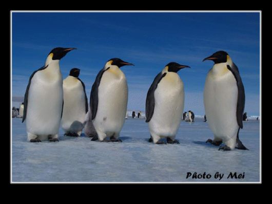 Snow Hill Island Safari, Antarctica