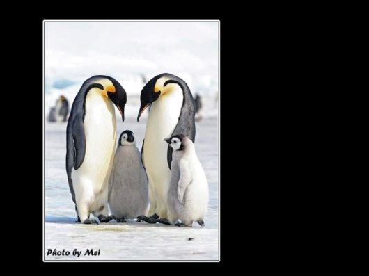 Snow Hill Island Safari, Antarctica