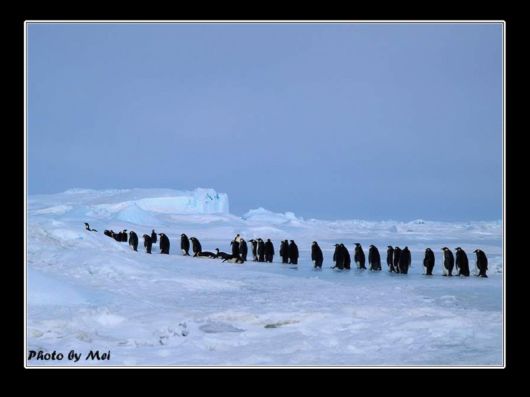 Snow Hill Island Safari, Antarctica
