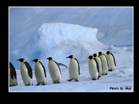 Snow Hill Island Safari, Antarctica