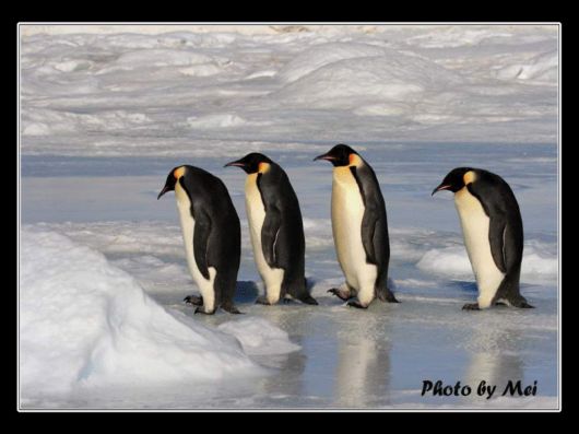 Snow Hill Island Safari, Antarctica