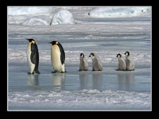 Snow Hill Island Safari, Antarctica