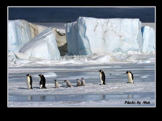 Snow Hill Island Safari, Antarctica