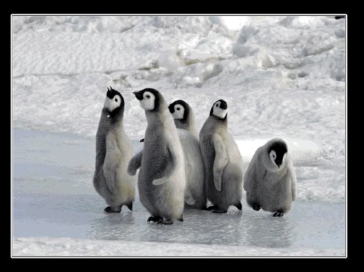 Snow Hill Island Safari, Antarctica