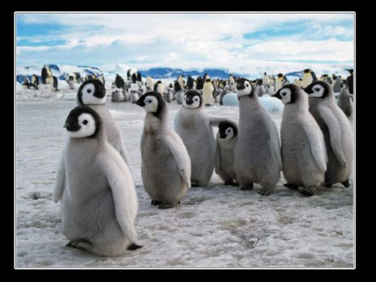 Snow Hill Island Safari, Antarctica