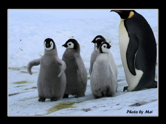 Snow Hill Island Safari, Antarctica