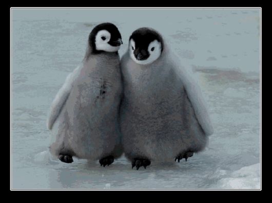 Snow Hill Island Safari, Antarctica