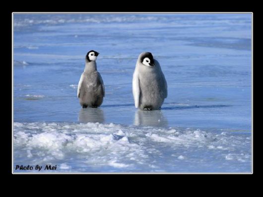 Snow Hill Island Safari, Antarctica