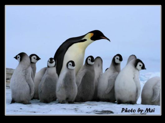 Snow Hill Island Safari, Antarctica