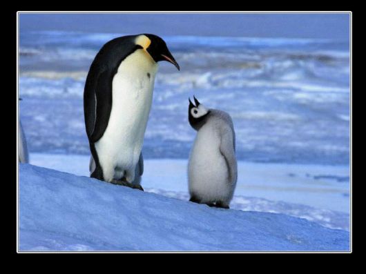 Snow Hill Island Safari, Antarctica