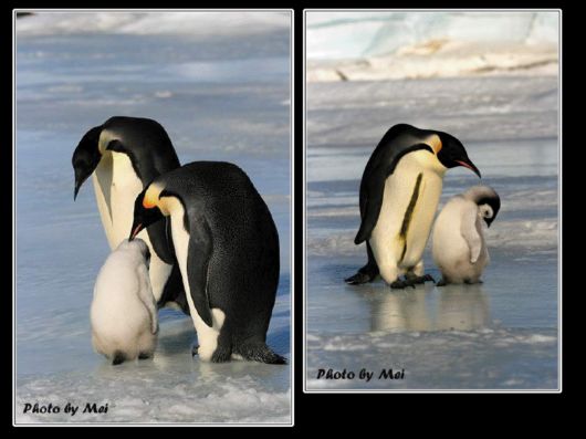Snow Hill Island Safari, Antarctica