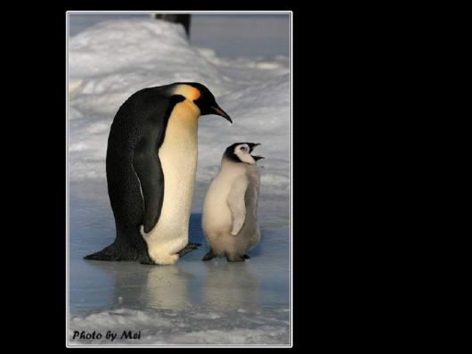 Snow Hill Island Safari, Antarctica