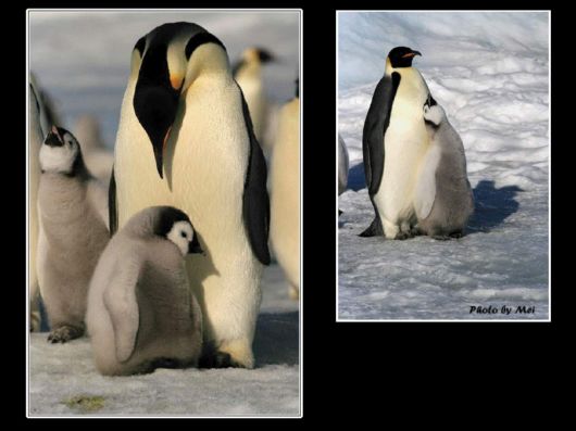 Snow Hill Island Safari, Antarctica