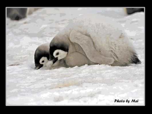 Snow Hill Island Safari, Antarctica
