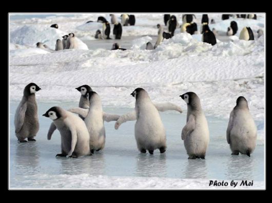 Snow Hill Island Safari, Antarctica