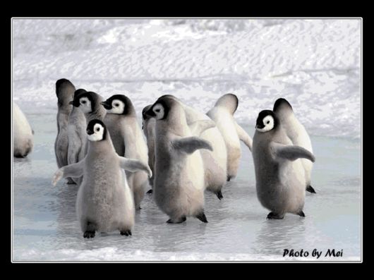 Snow Hill Island Safari, Antarctica