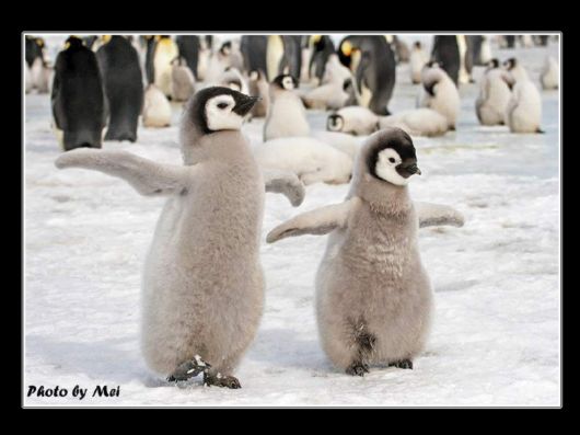 Snow Hill Island Safari, Antarctica