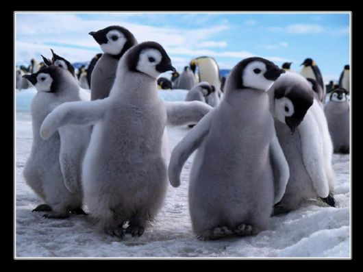 Snow Hill Island Safari, Antarctica