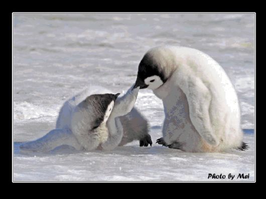 Snow Hill Island Safari, Antarctica
