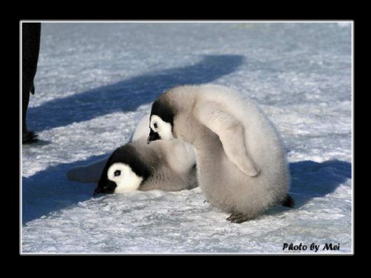 Snow Hill Island Safari, Antarctica
